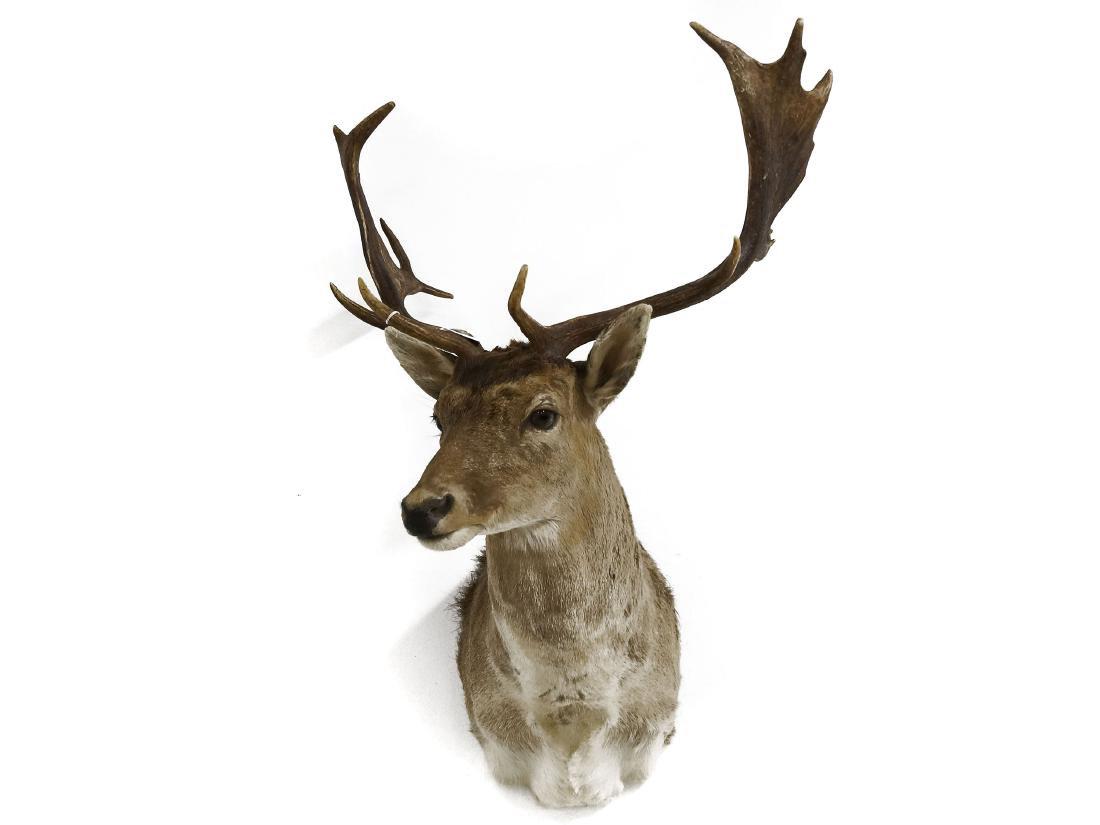 FALLOW DEER TAXIDERMY MOUNT. HEIGHT 36" (1 of 1)