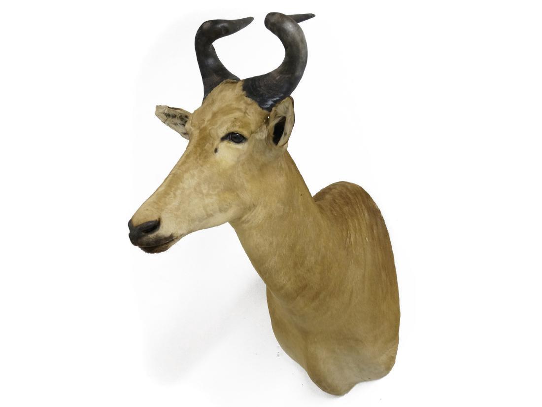 HARTEBEEST TAXIDERMY MOUNT. HEIGHT 40" (1 of 1)