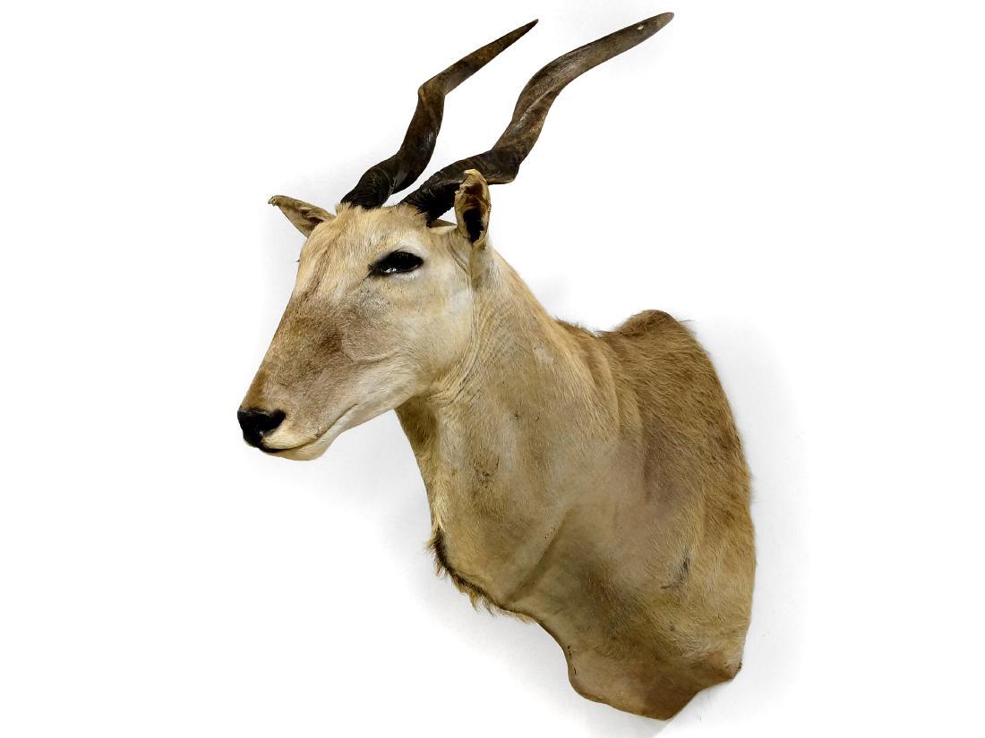 ELAND TAXIDERMY MOUNT. HEIGHT 50" (1 of 1)