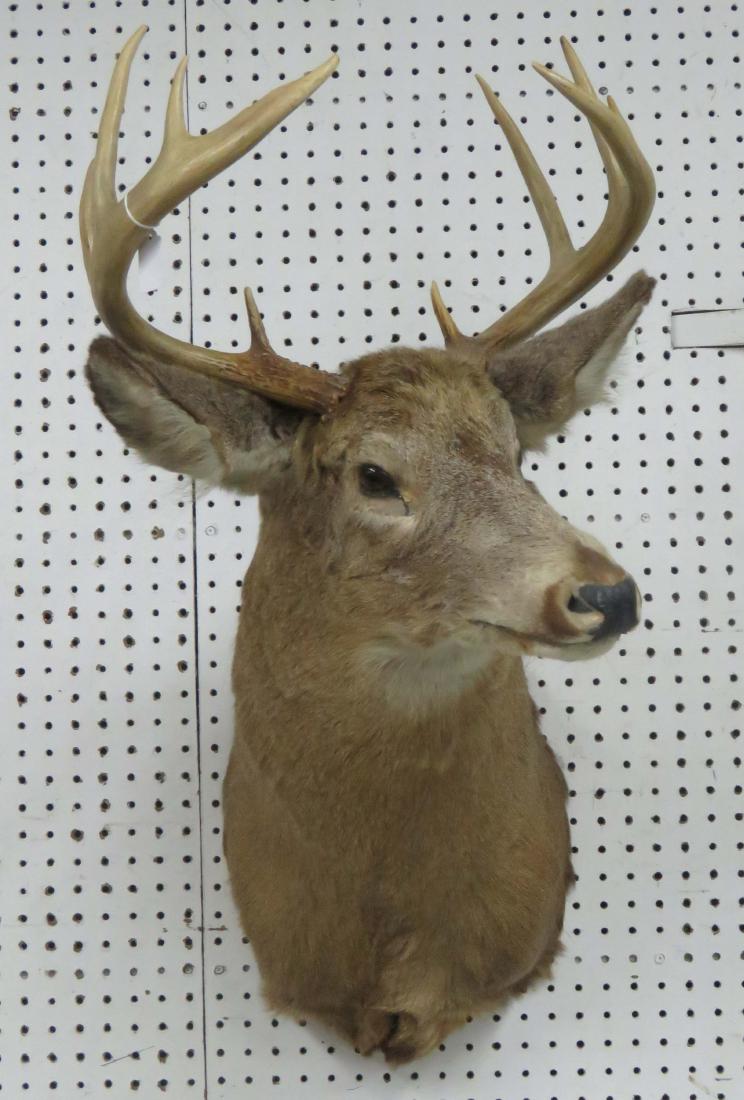 VINTAGE WHITE TAIL DEER SHOULDER TROPHY MOUNT. HEIGHT (1 of 1)