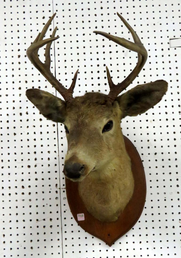 VINTAGE WHITE TAIL DEER SHOULDER TROPHY MOUNT. HEIGHT (1 of 1)