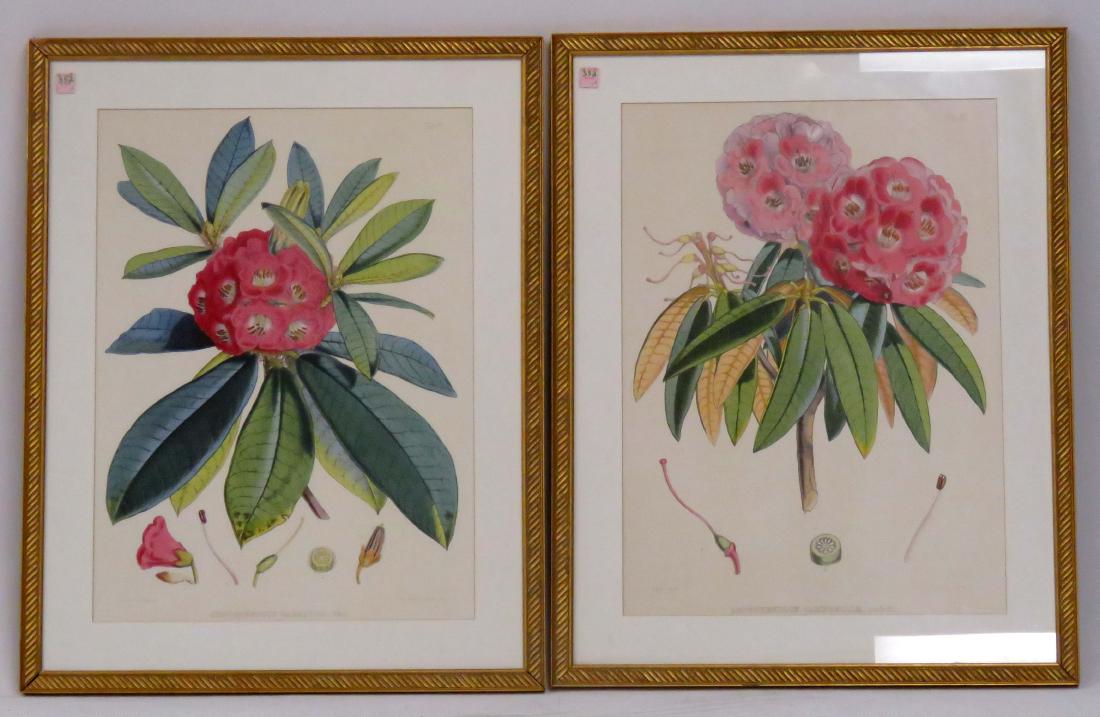 FAIR BOTANICAL COLORED LITHOGRAPHS, RHODODENDRONS. (1 of 1)