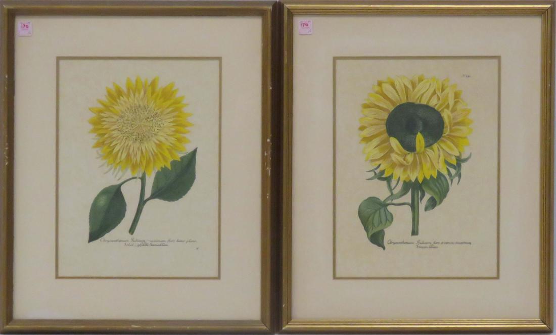 PAIR BOTANICAL COLORED LITHOGRAPHS, SUNFLOWERS. FRAMED (1 of 1)