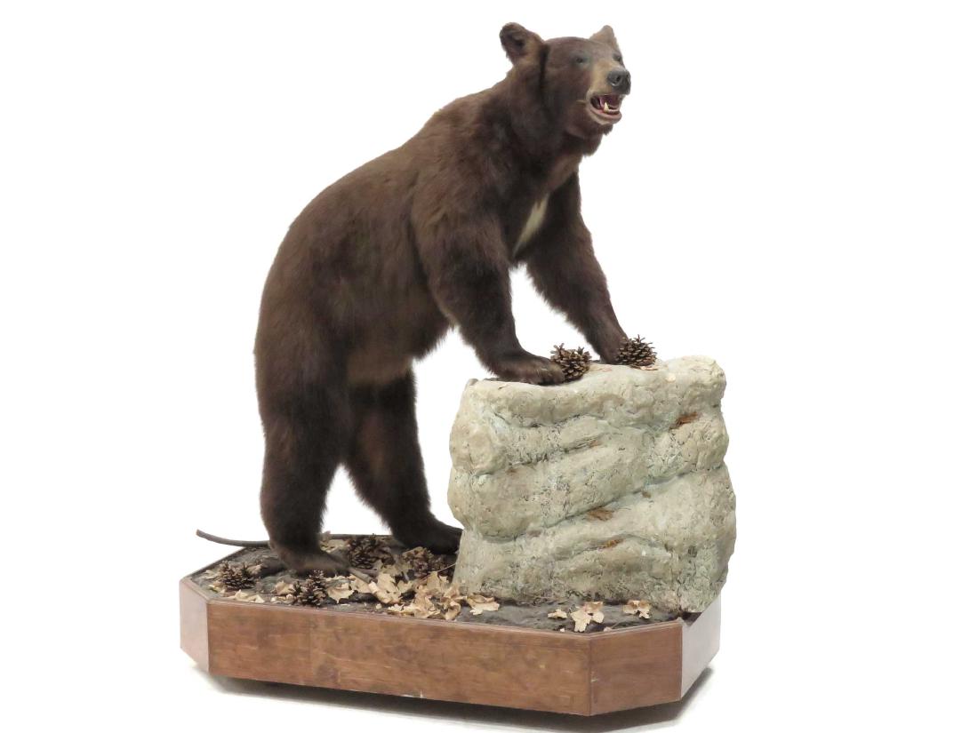 BROWN BEAR FULL BODY TROPHY MOUNT ON SCULPTED BASE. (1 of 2)