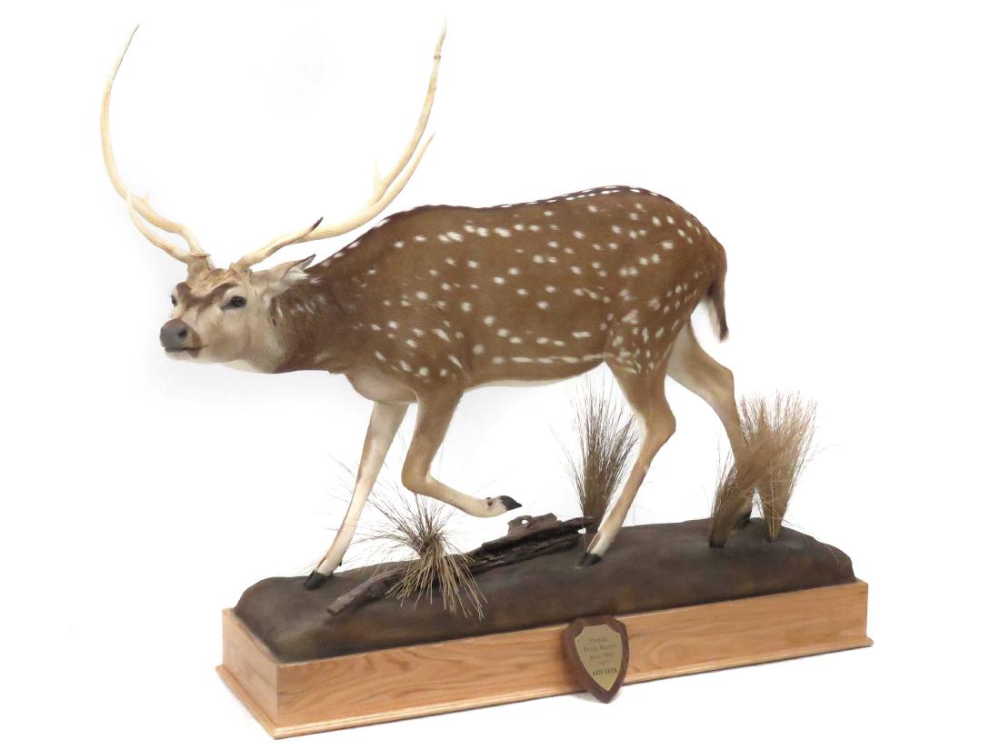 AXIS DEER BUCK FULL BODY TROPHY MOUNT WITH OAK BASE. (1 of 2)