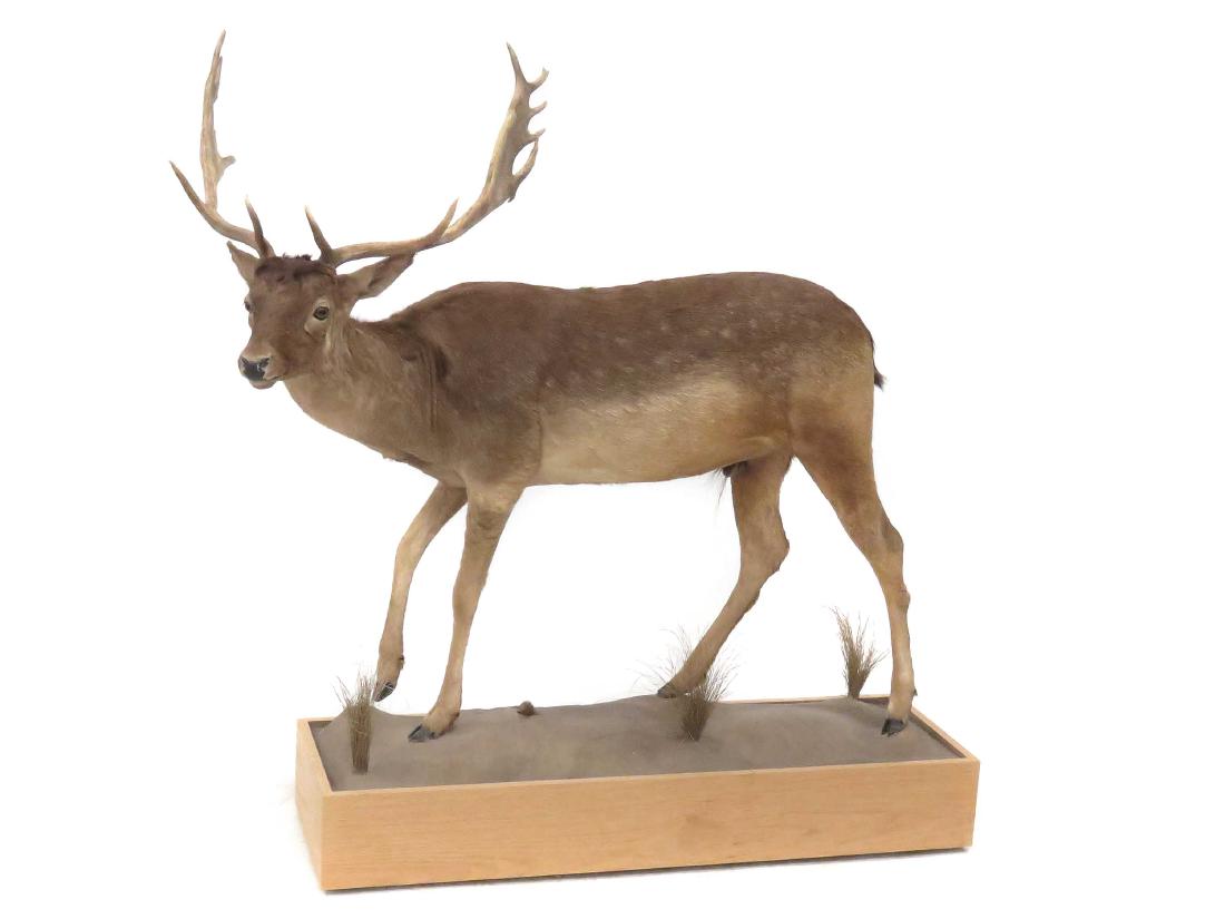 FALLOW DEER FULL BODY TROPHY MOUNT WITH OAK BASE. (1 of 1)