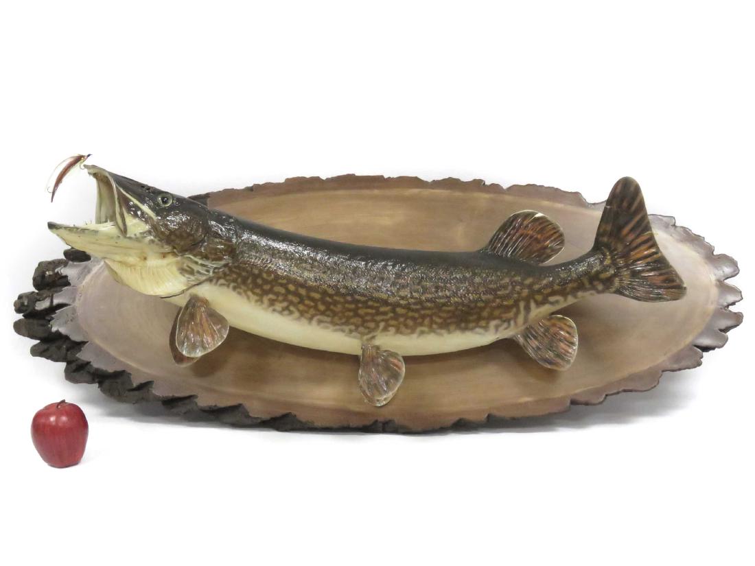 NORTHERN PIKE WALL MOUNT. LENGTH 45": NORTHERN PIKE WALL MOUNT. LENGTH 45"