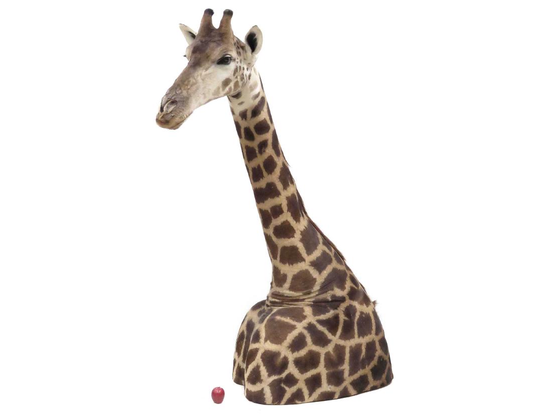 GIRAFFE SHOULDER TROPHY MOUNT. 7'2" (1 of 4)
