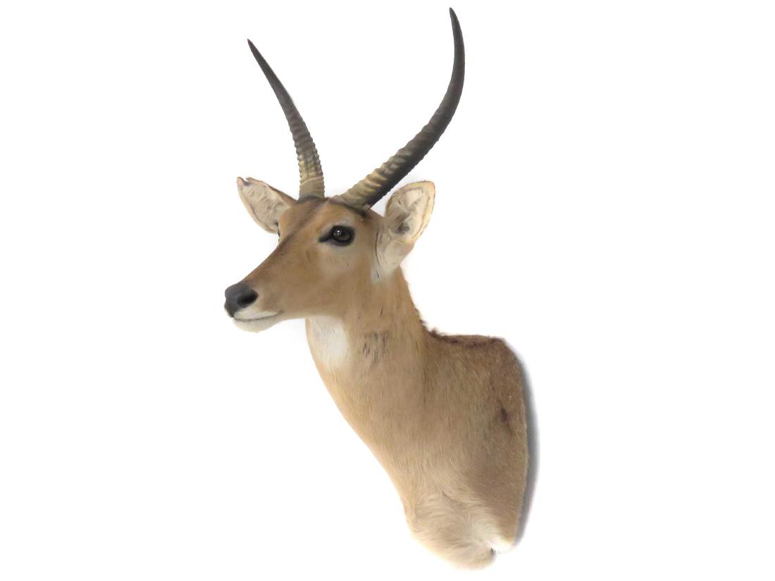 IMPALA SHOULDER TROPHY MOUNT. HEIGHT 39"; ANTLER/LENGTH (1 of 2)