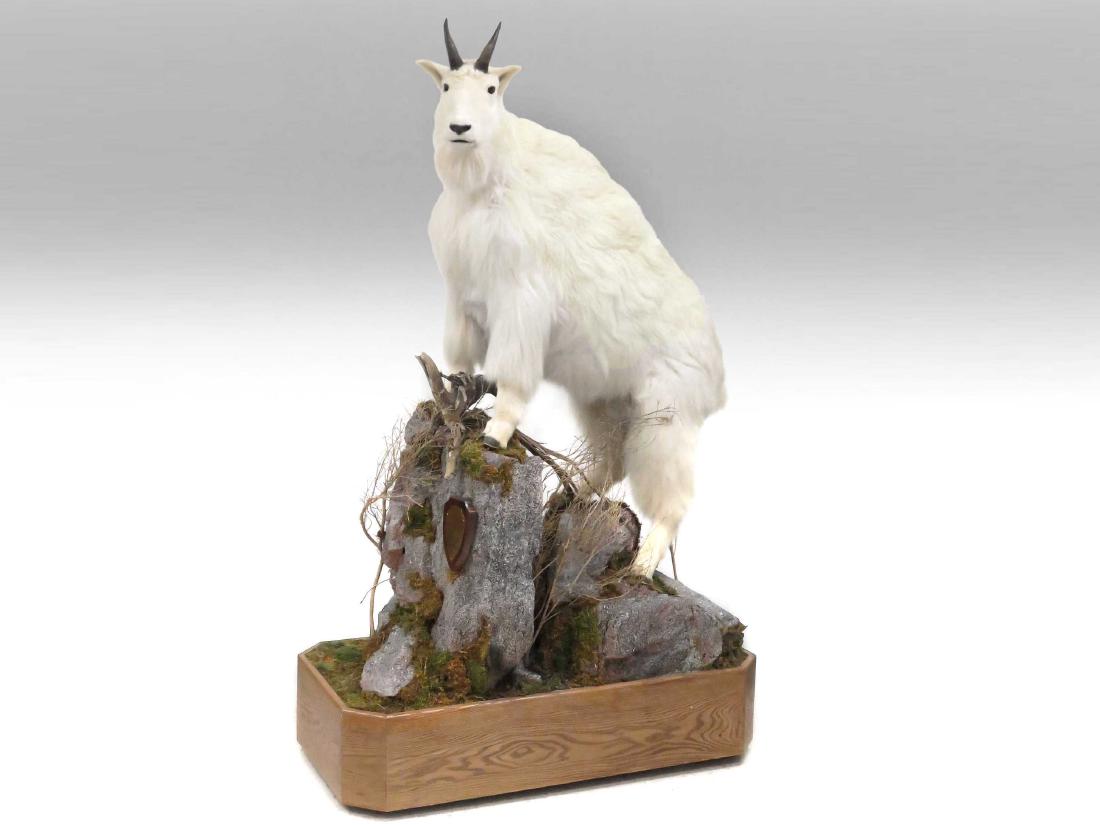 MOUNTAIN GOAT FULL BODY TROPHY MOUNT WITH OUT CROP AND (1 of 3)