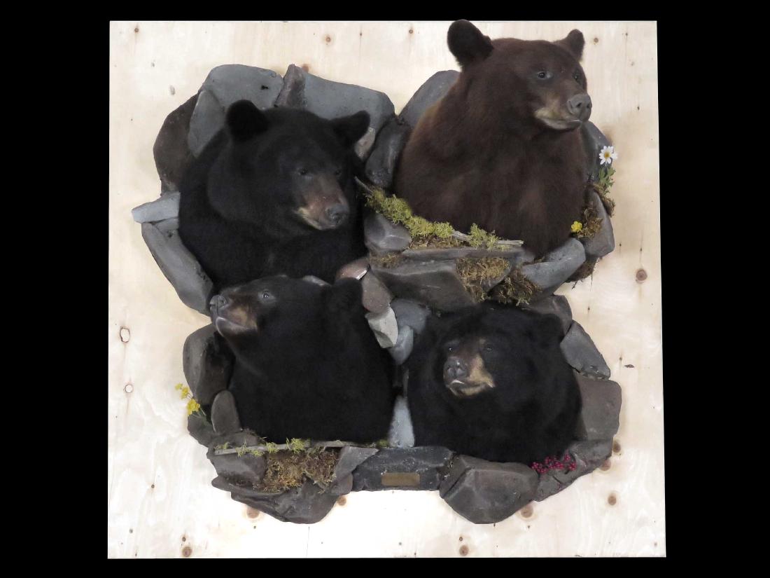 LOT (4) BROWN & BLACK BEAR TROPHY HEAD MOUNTS "FATHER & (1 of 3)