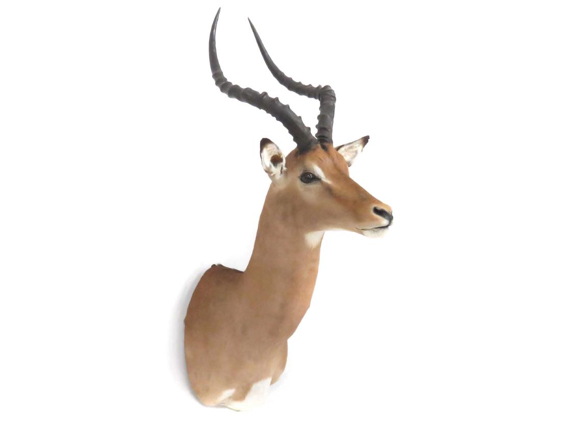IMPALA SHOULDER TROPHY MOUNT. HEIGHT 39" (1 of 2)