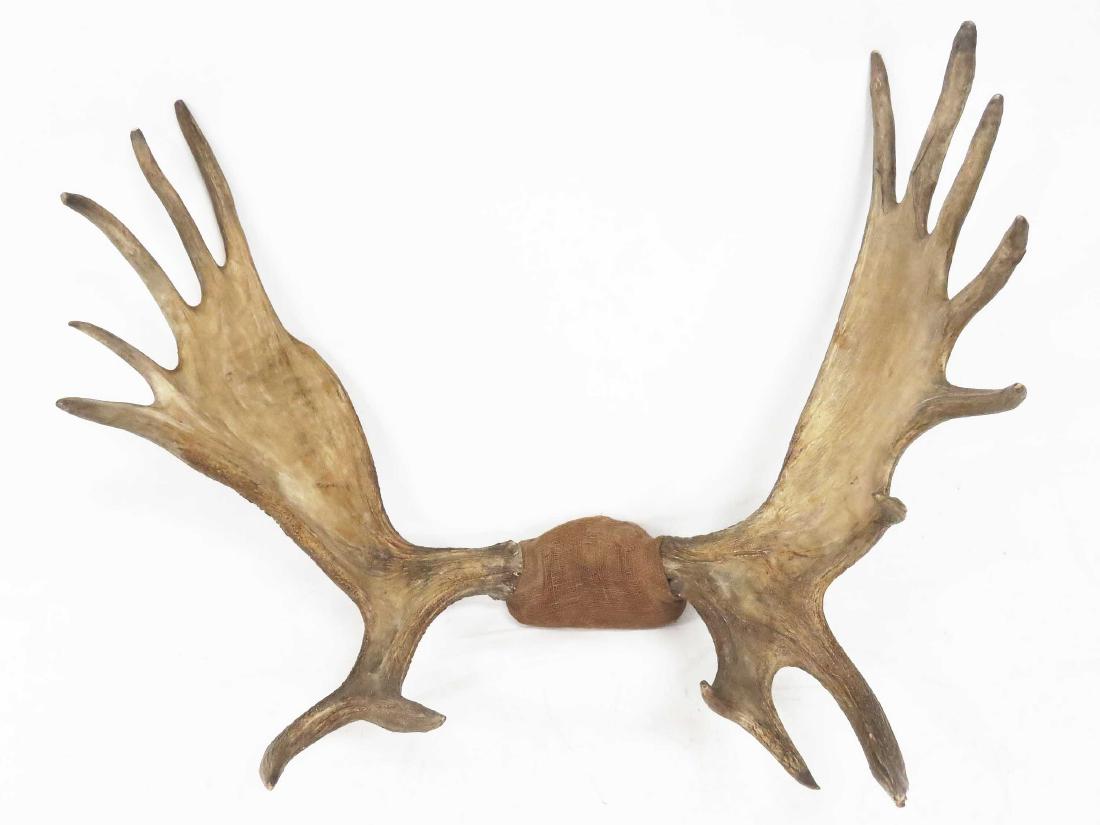 VINTAGE MOOSE ANTLER MOUNT. HEIGHT 26"; WIDTH 40" (1 of 2)
