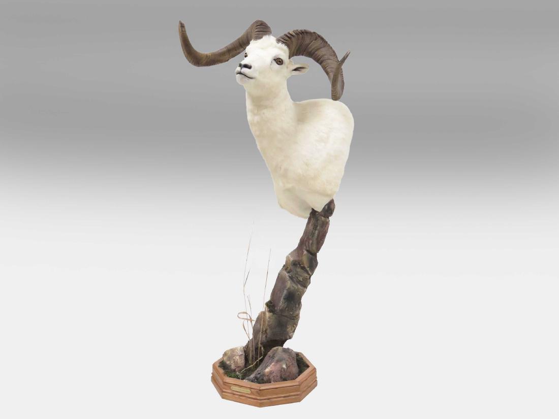 BIG HORN SHEEP SHOULDER TROPHY MOUNT. OVERALL HEIGHT (1 of 5)