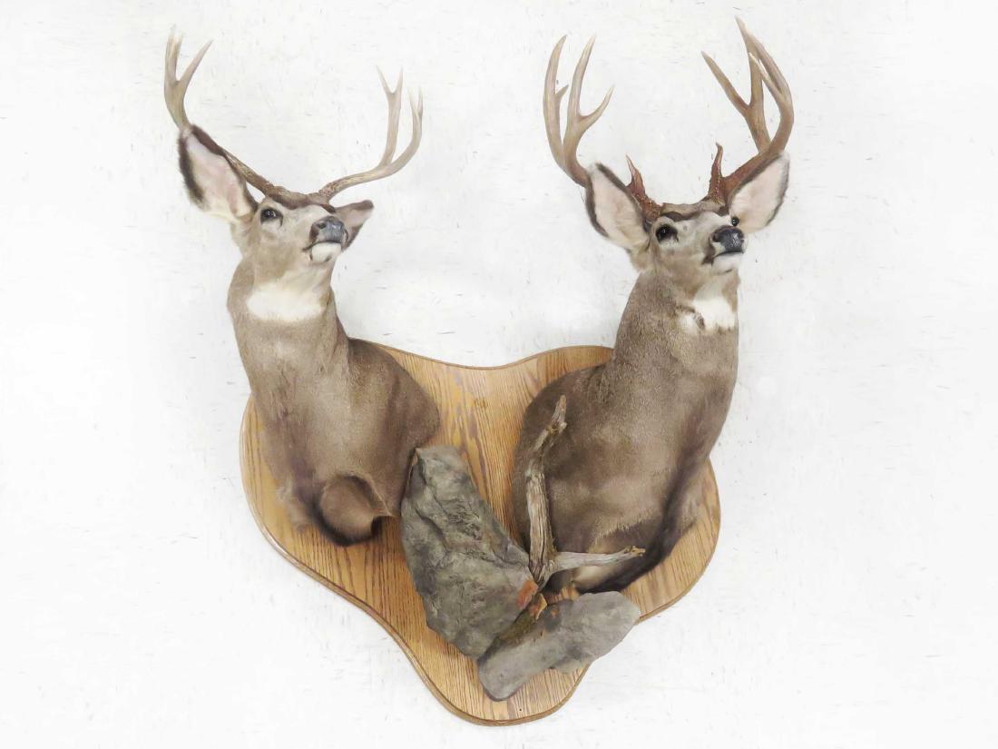 PAIR WHITE TAIL DEER SHOULDER TROPHY MOUNTS (8 PT & 10 (1 of 1)