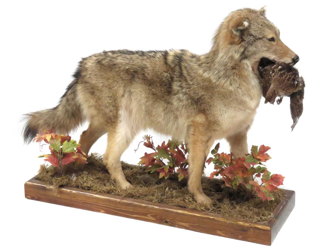 COYOTE FULL BODY TROPHY MOUNT WITH PREY. HEIGHT 29"; (1 of 2)
