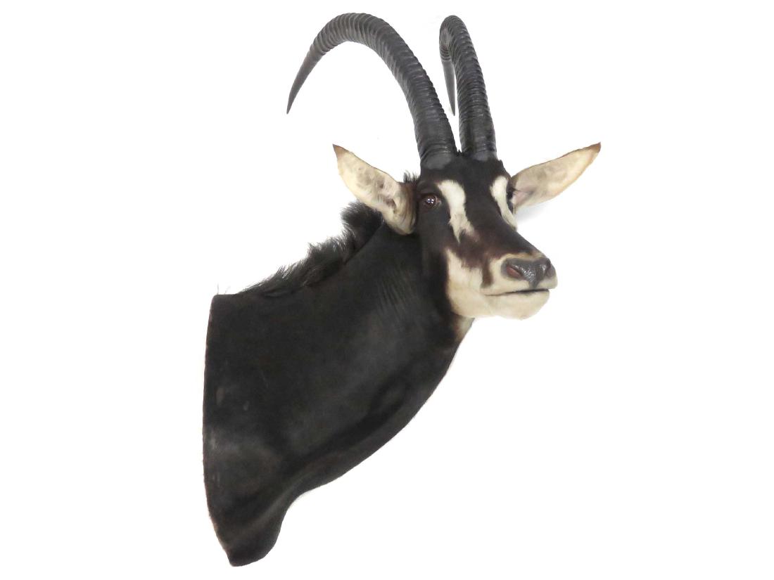 IMPRESSIVE SABLE ANTELOPE SHOULDER TROPHY MOUNT. HEIGHT (1 of 2)