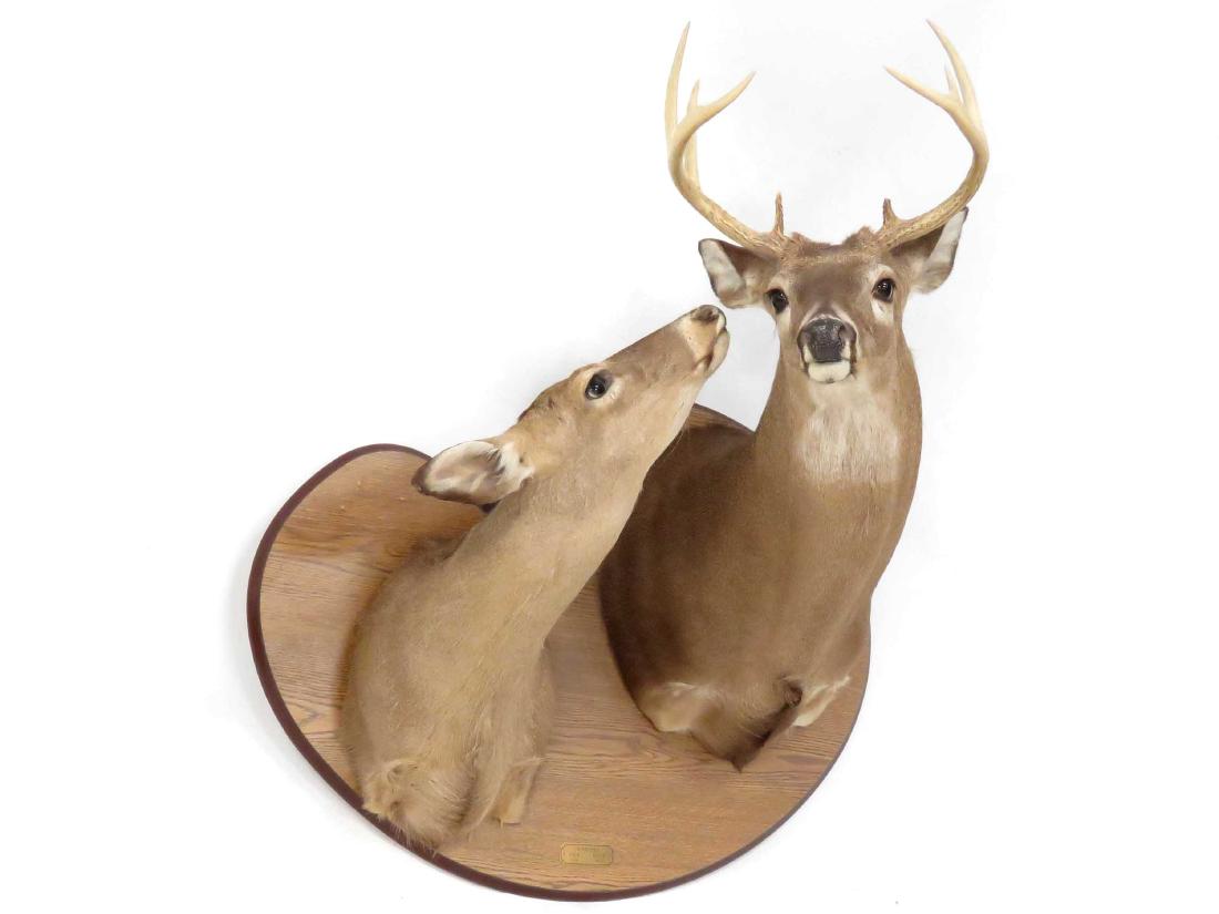 WHITE TAIL DEER DOE & BUCK SHOULDER TROPHY MOUNT (9PT). (1 of 1)
