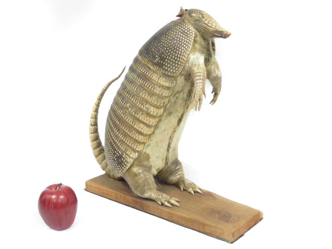 ARMADILLO FULL BODY MOUNT. HEIGHT 16" (1 of 2)