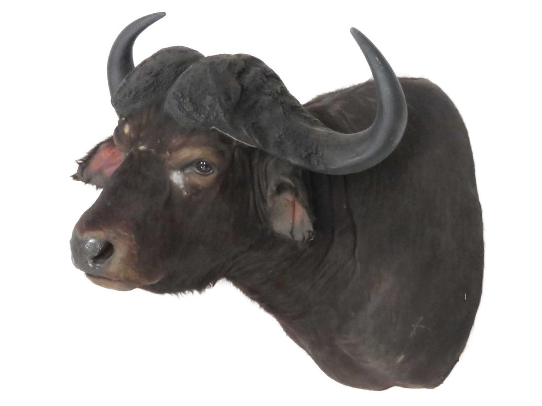 WATER BUFFALO SHOULDER TROPHY MOUNT. HEIGHT 36"; HORNS (1 of 2)