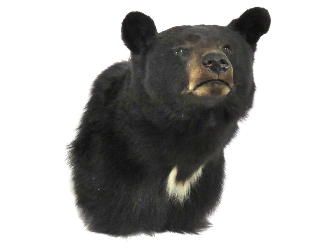 BLACK BEAR SHOULDER TROPHY MOUNT. HEIGHT 22" (1 of 2)