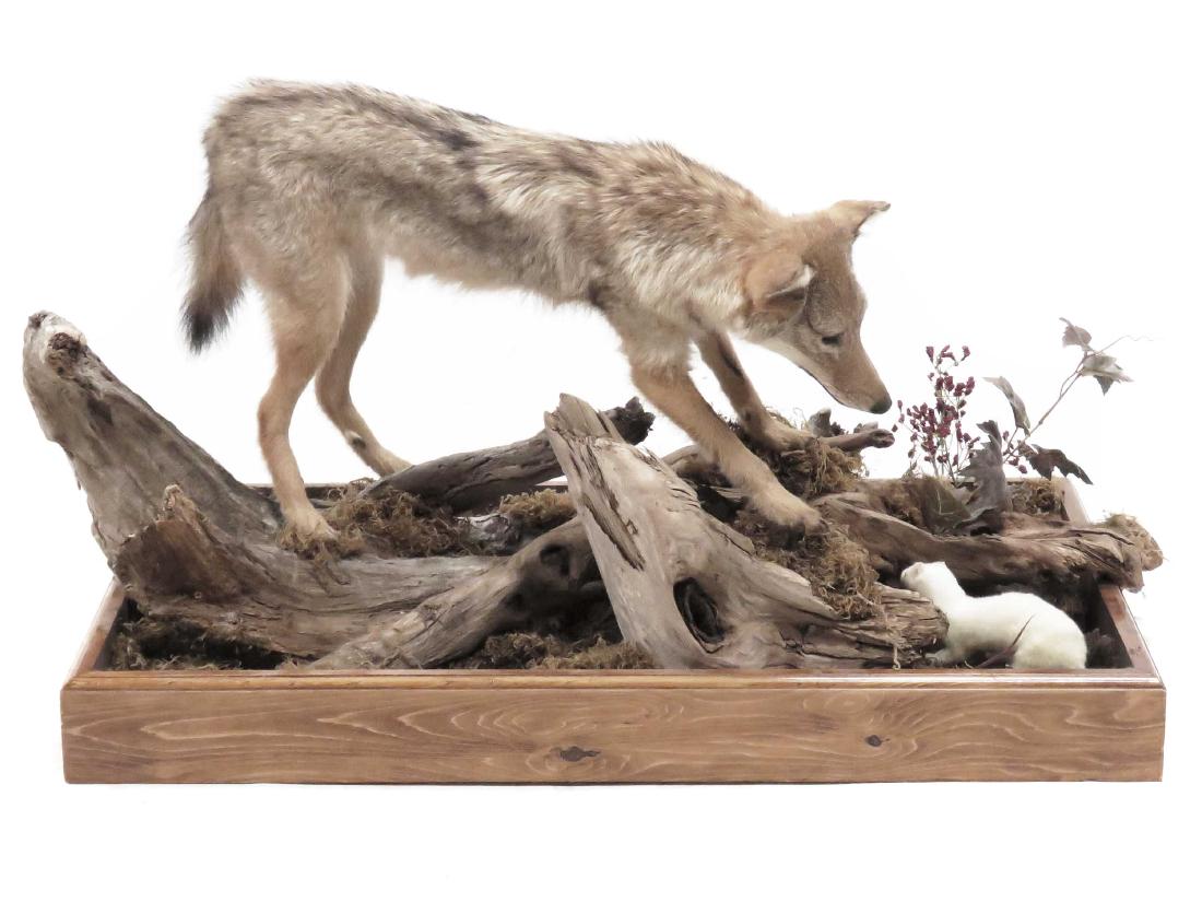 JUVENILE COYOTE FULL BODY TROPHY MOUNT WITH ERMINE AND (1 of 2)