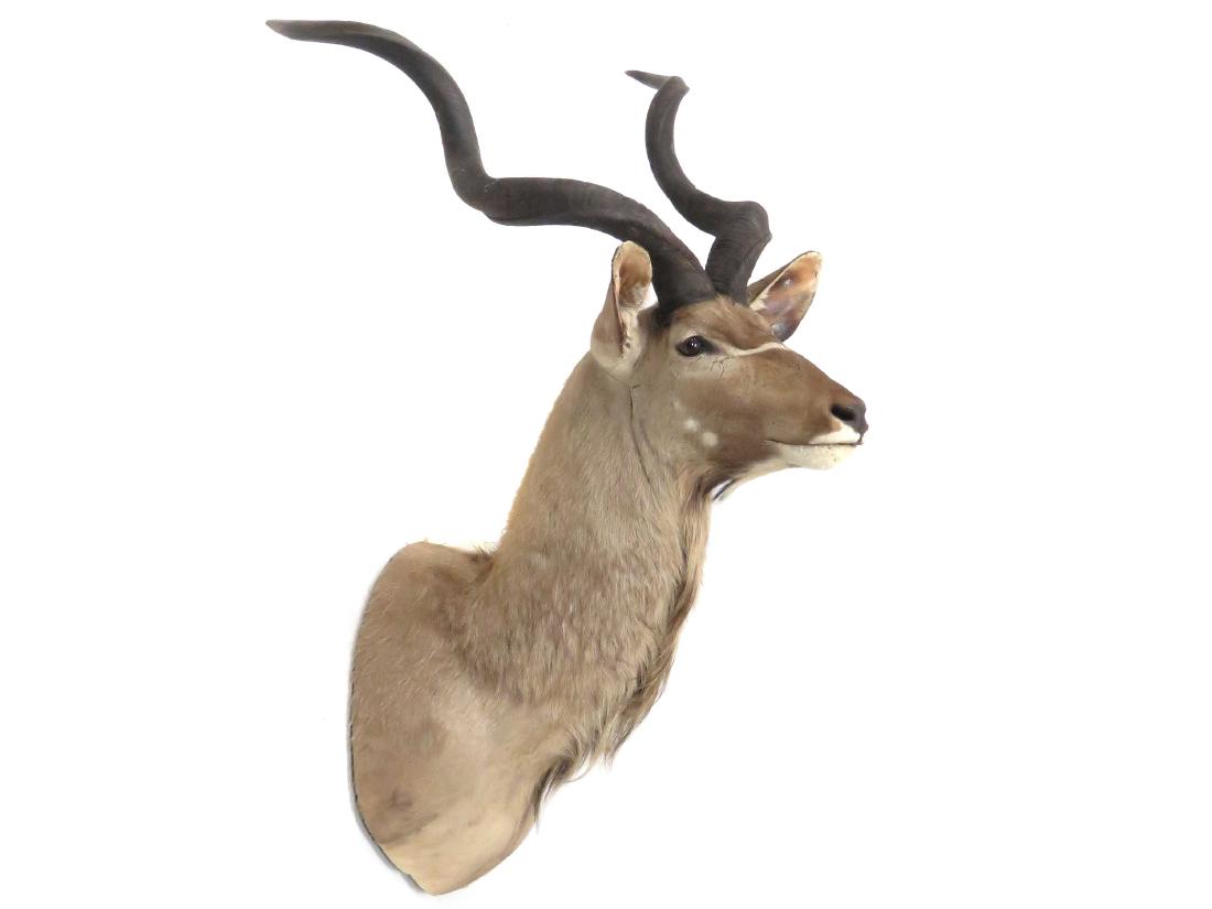 IMPRESSIVE GREATER KUDU SHOULDER TROPHY MOUNT. HEIGHT (1 of 2)