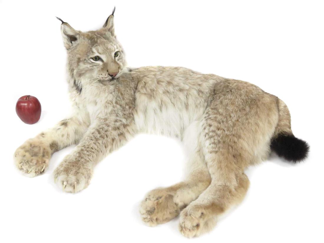 RECUMBENT LYNX FULL BODY TROPHY MOUNT. LENGTH 30" (1 of 2)