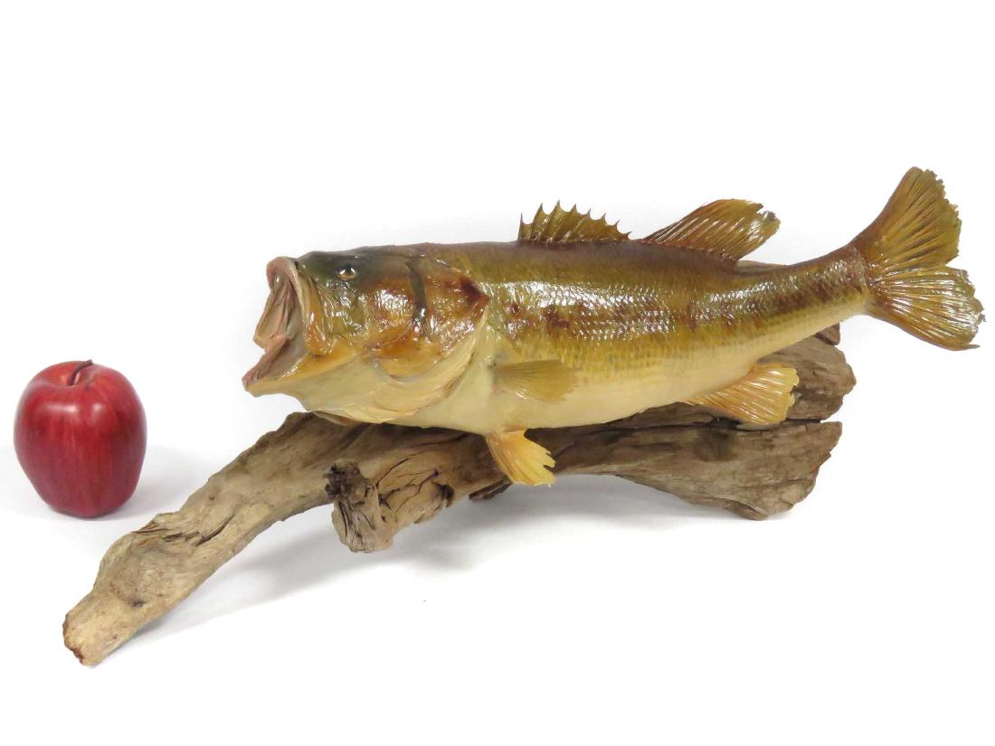 LARGE MOUTH BASS TROPHY WALL MOUNT. LENGTH 45" (1 of 1)