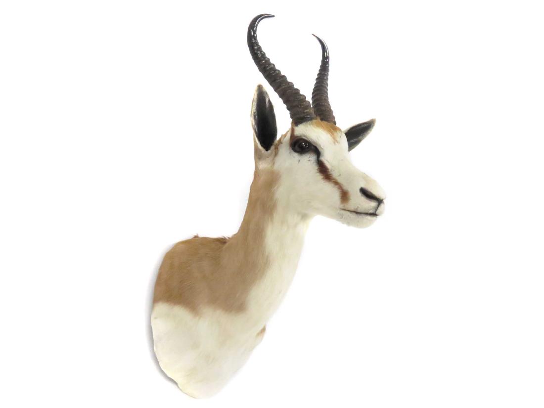 SPRINGBOK TROPHY SHOULDER MOUNT. HEIGHT 25" (1 of 2)
