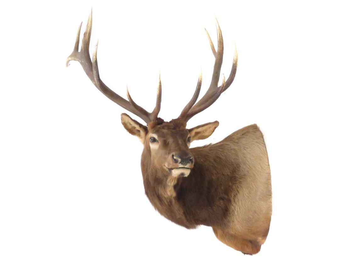 NORTH AMERICAN ELK SHOULDER TROPHY MOUNT. HEIGHT 60"; (1 of 1)