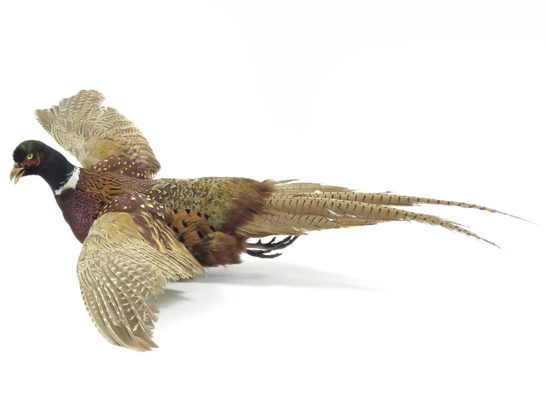 RING NECK PHEASANT IN FLIGHT FULL BODY TROPHY MOUNT. (1 of 3)