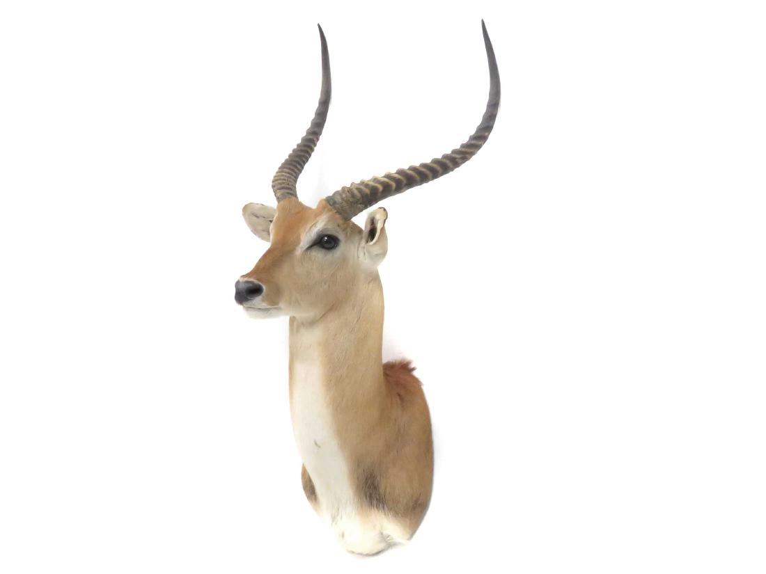 IMPALA SHOULDER TROPHY MOUNT. HEIGHT 48" (1 of 3)