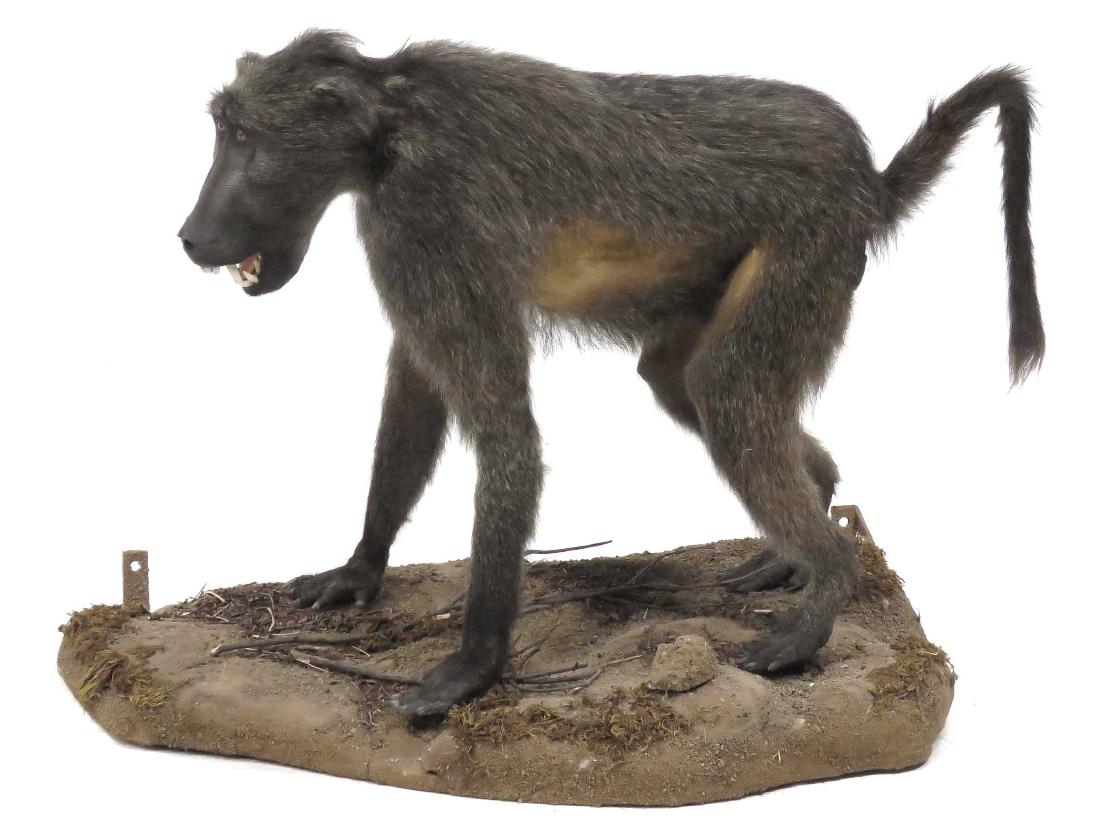 BABOON FULL BODY TROPHY MOUNT ON BASE. HEIGHT 30"; (1 of 2)
