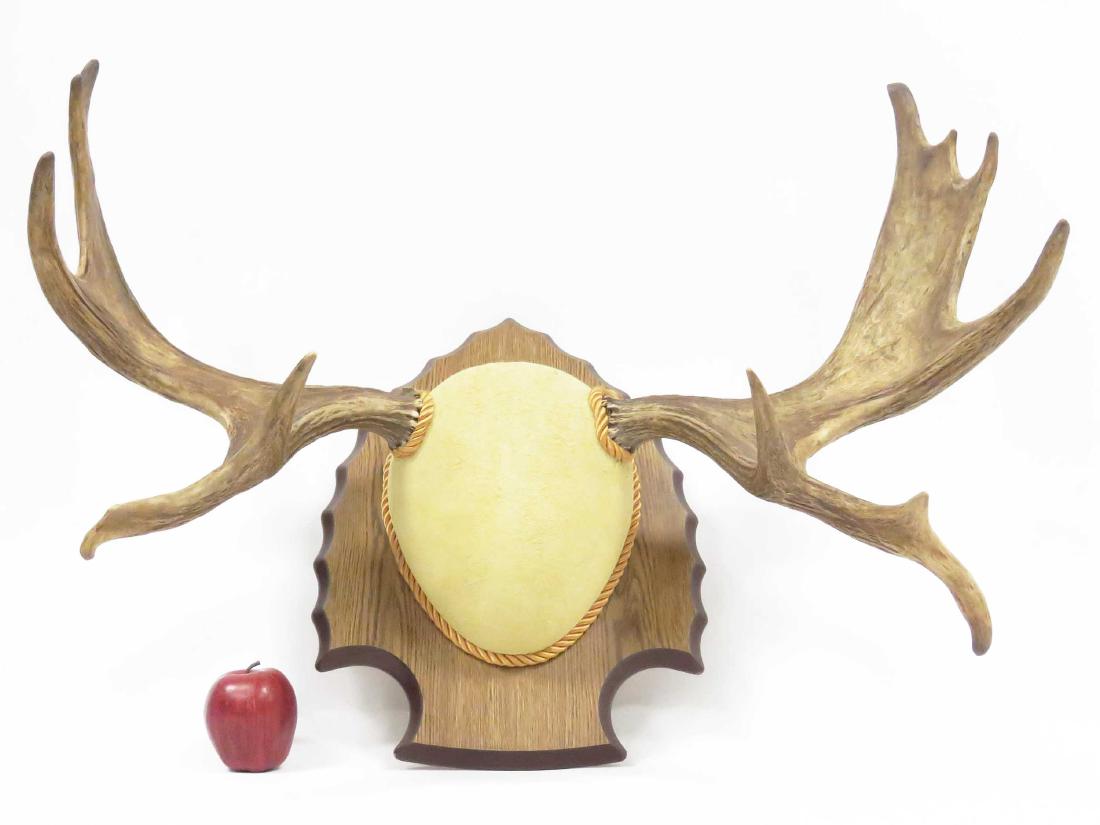 MOOSE ANTLER TROPHY MOUNT. HEIGHT 24"; WIDTH 32" (1 of 2)