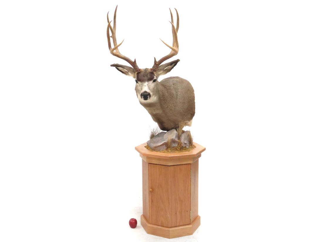 NORTH AMERICAN WHITE TAIL DEER BUCK SHOULDER TROPHY (1 of 2)