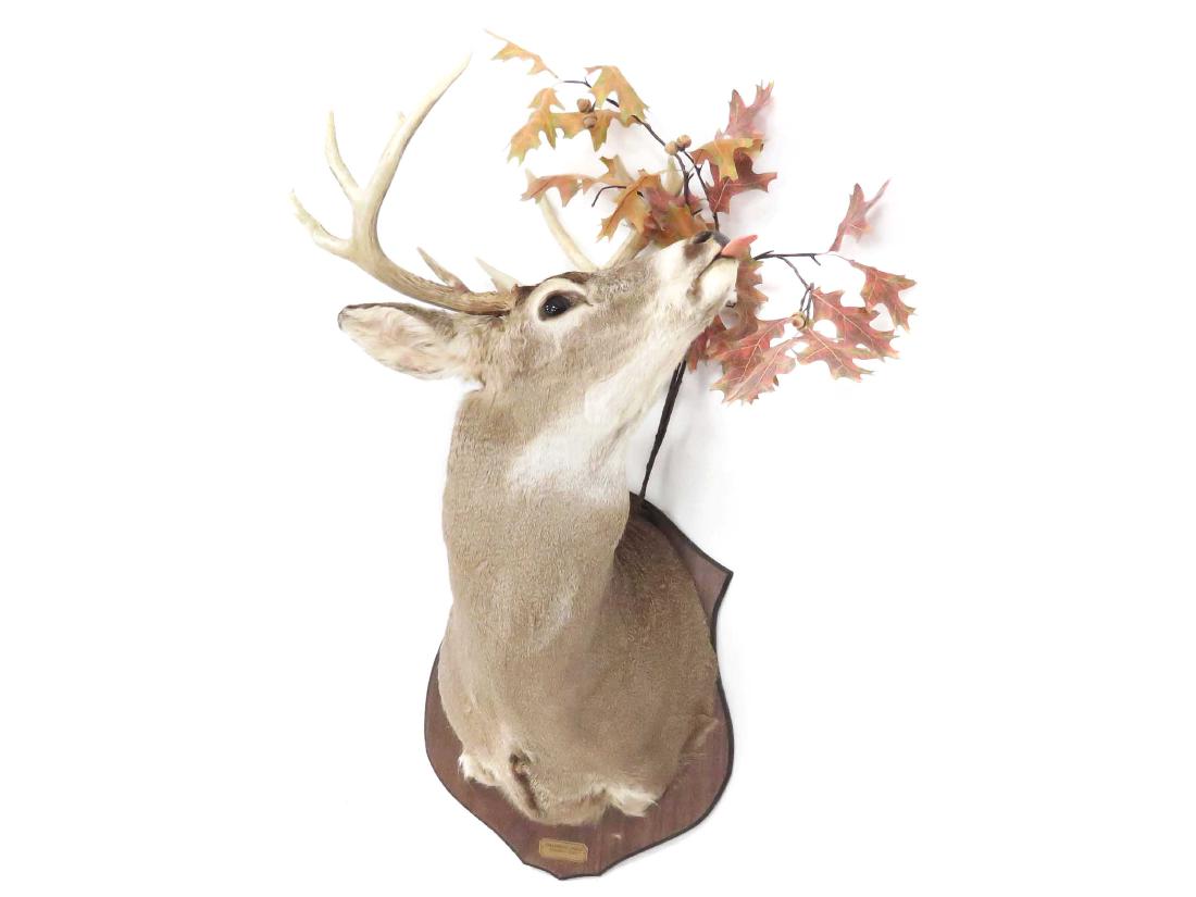 WHITE TAIL BUCK SHOULDER TROPHY MOUNT (10PT). HEIGHT (1 of 1)