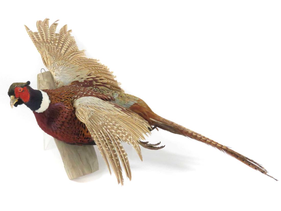 RING NECK PHEASANT FULL BODY TROPHY MOUNT. LENGTH 32" (1 of 1)