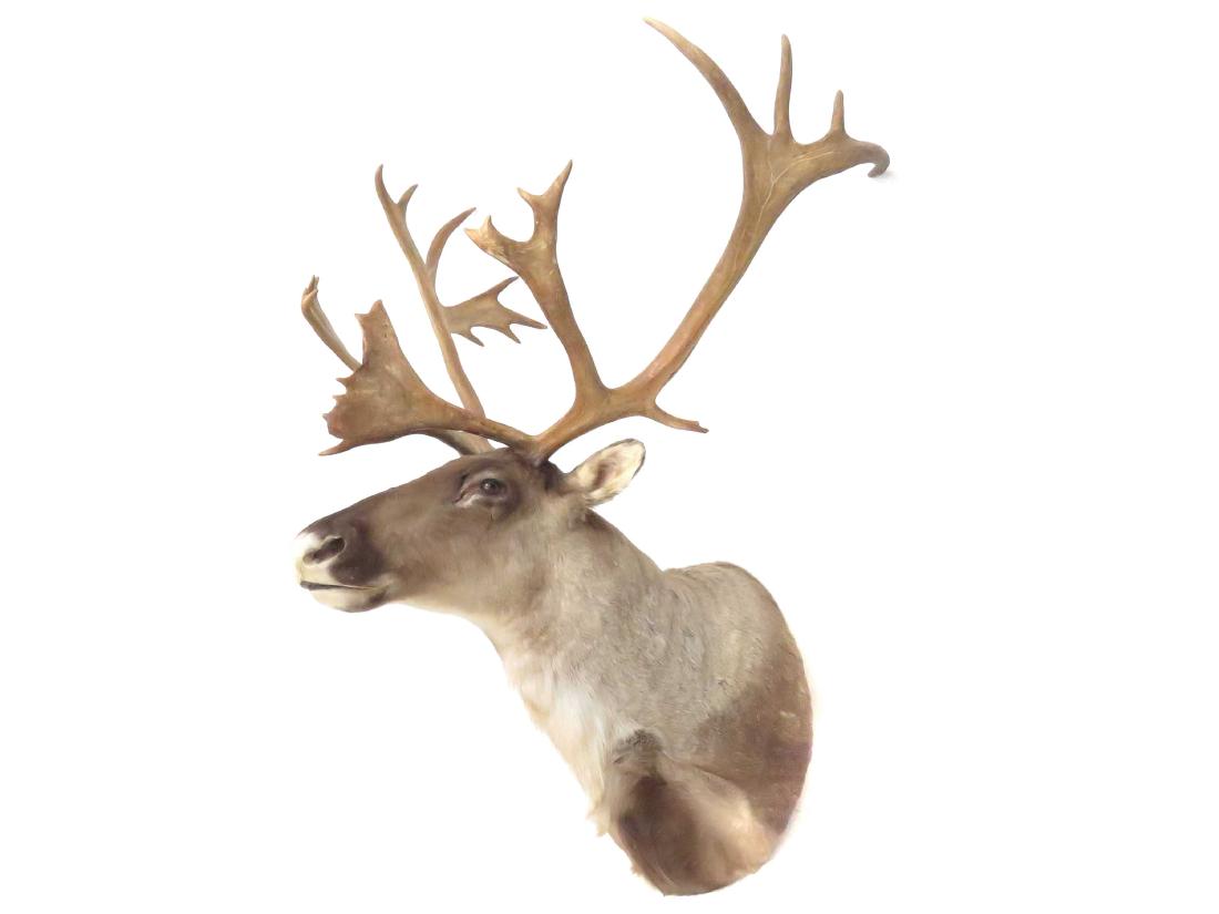 CARIBOU SHOULDER TROPHY MOUNT. HEIGHT 48"; WIDTH 36" (1 of 2)