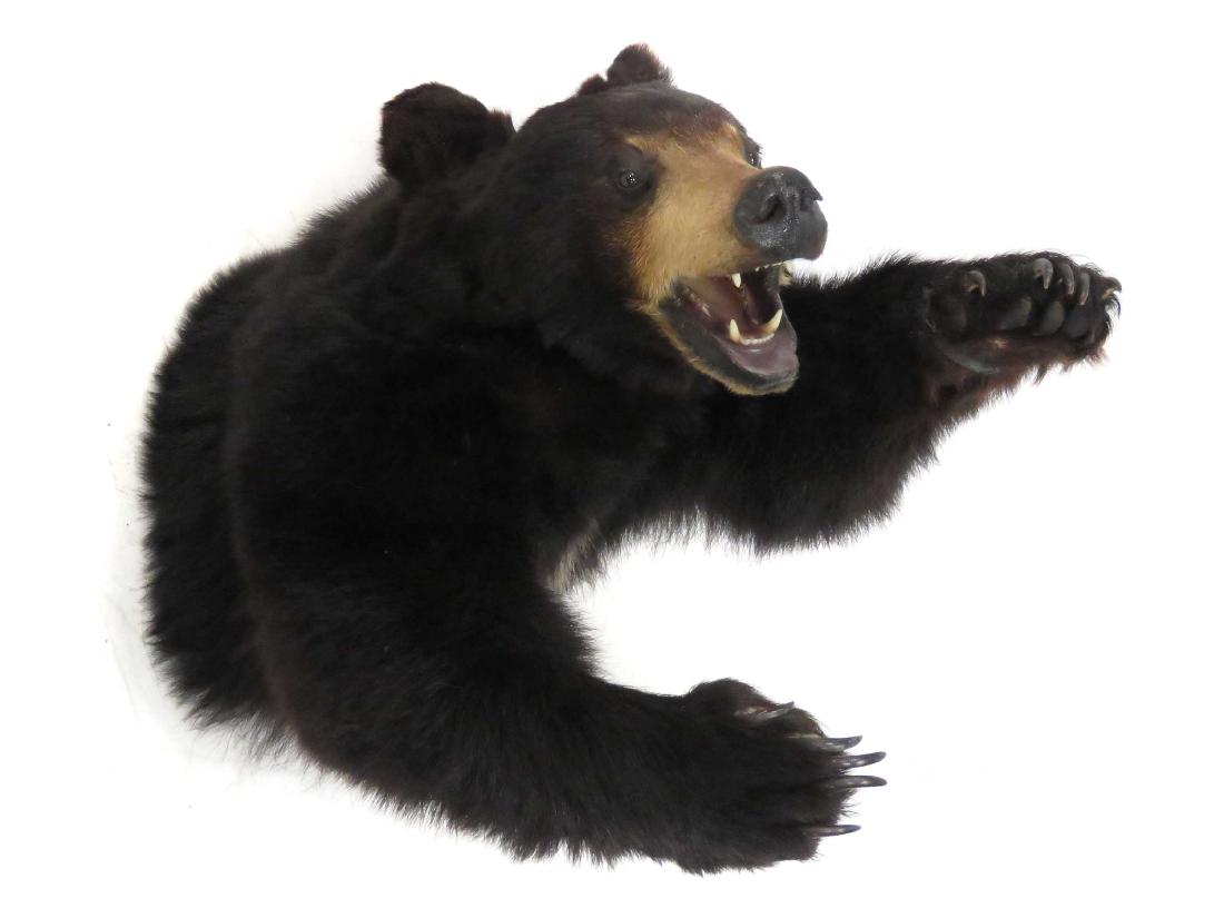 BLACK BEAR TORSO TROPHY WALL MOUNT. LENGTH 33" (1 of 3)