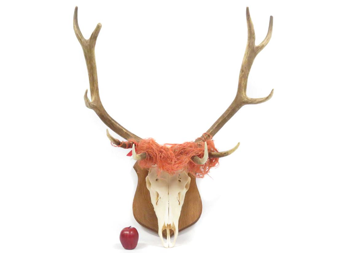 ELK SKULL & ANTLER TROPHY WALL MOUNT. HEIGHT 42"; (1 of 3)