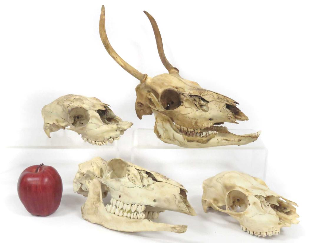 LOT (4) ASSORTED SKULLS INCLUDING BEAR & DEER (1 of 2)