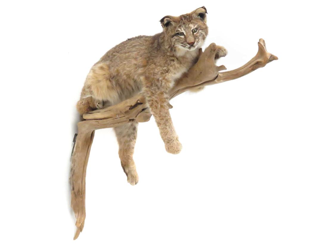 LYNX FULL BODY TROPHY WALL MOUNT ON TREE LIMB. LENGTH (1 of 3)