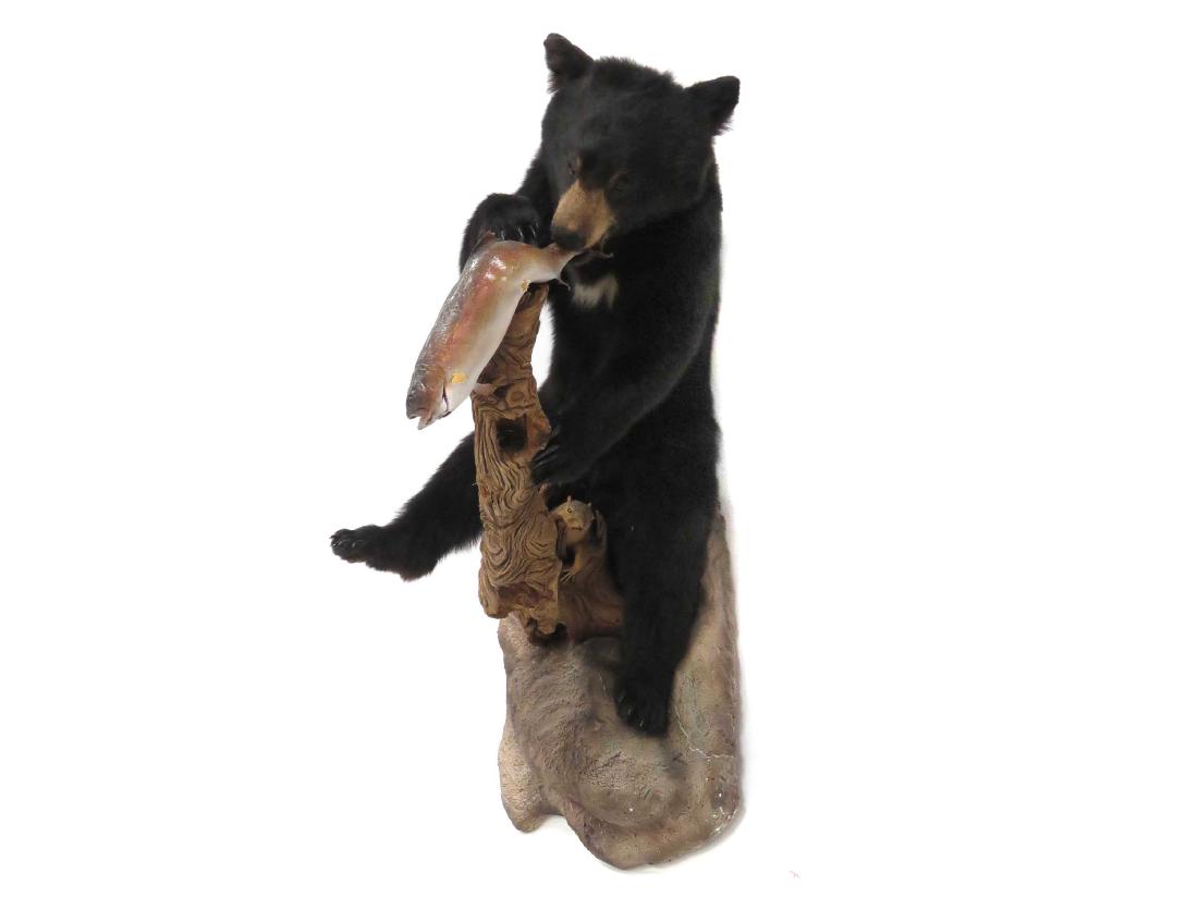 BLACK BEAR WITH FISH FULL BODY TROPHY WALL MOUNT. (1 of 3)