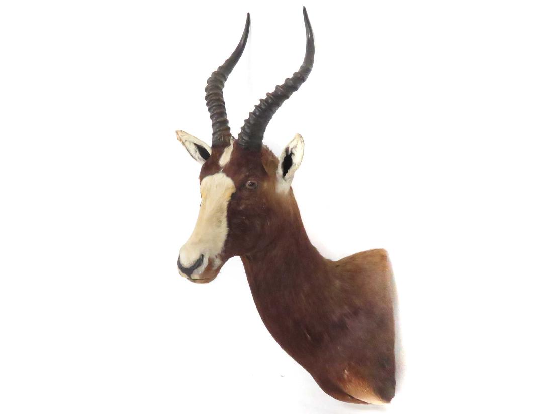 BLESBOK SHOULDER TROPHY MOUNT. HEIGHT 32"; (1 of 2)