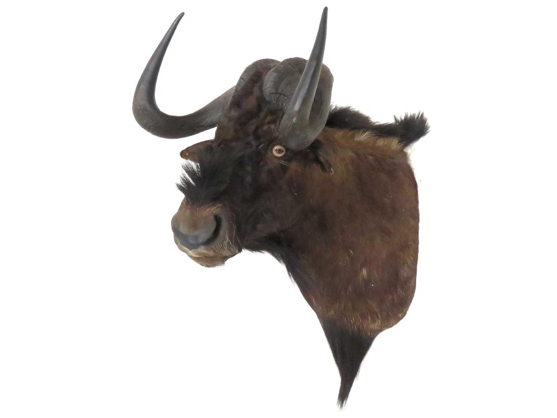 SOUTH AFRICAN BLACK WILDEBEEST SHOULDER TROPHY MOUNT. (1 of 1)