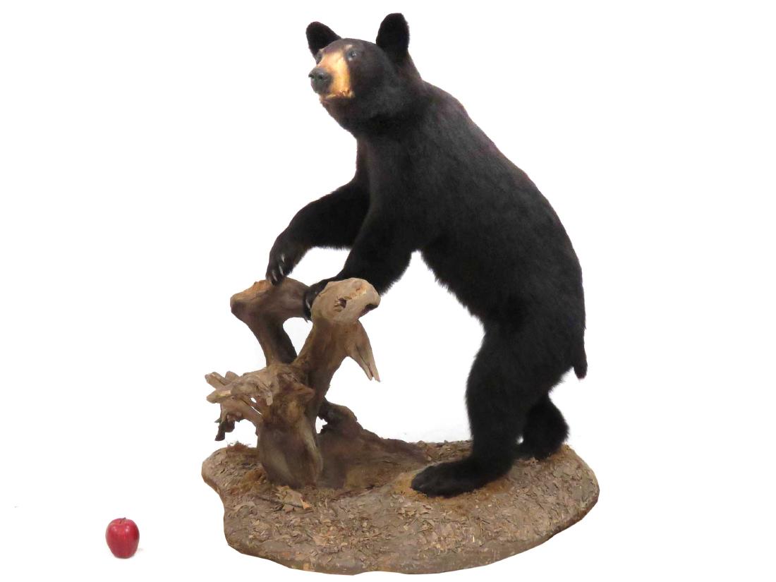 BLACK BEAR FULL BODY TROPHY FLOOR MOUNT. HEIGHT 49"; (1 of 2)