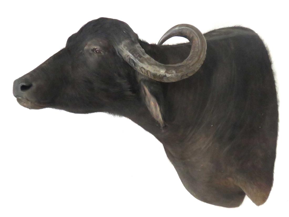WATER BUFFALO SHOULDER TROPHY MOUNT. HEIGHT 46"; HORNS (1 of 2)
