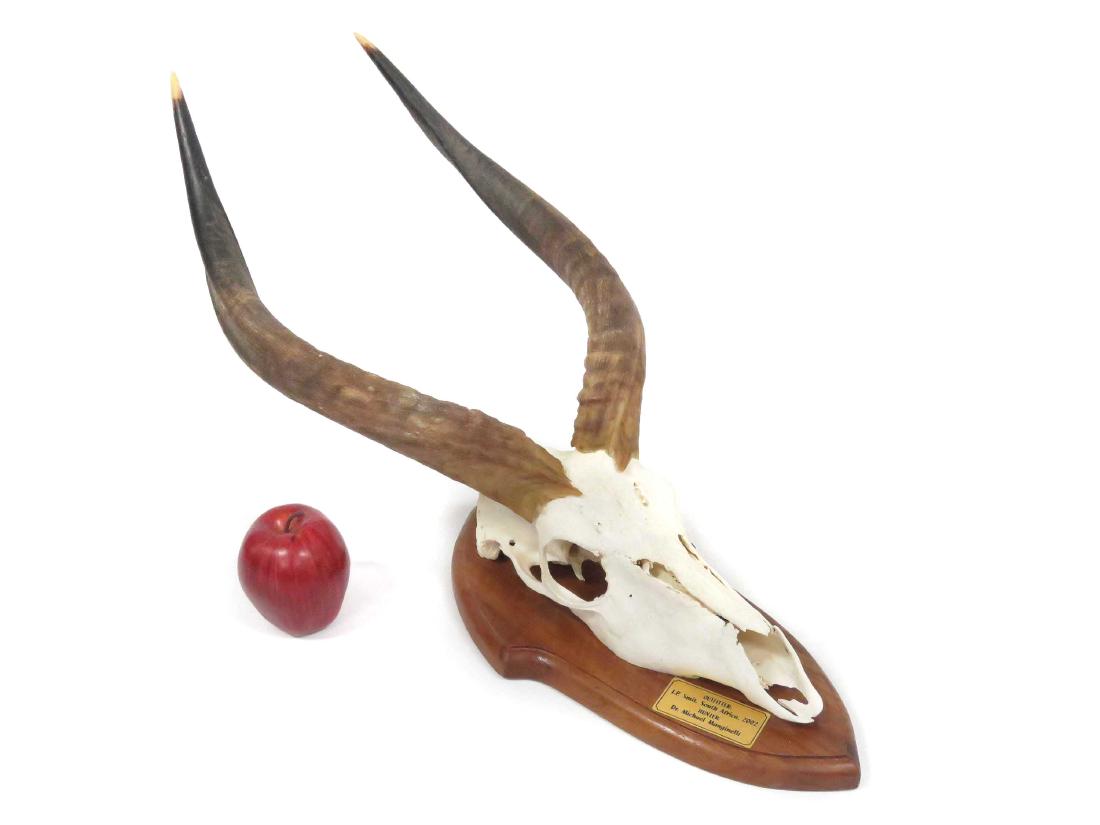 AFRICAN ANTELOPE SKULL TROPHY MOUNT. HEIGHT 25" (1 of 3)