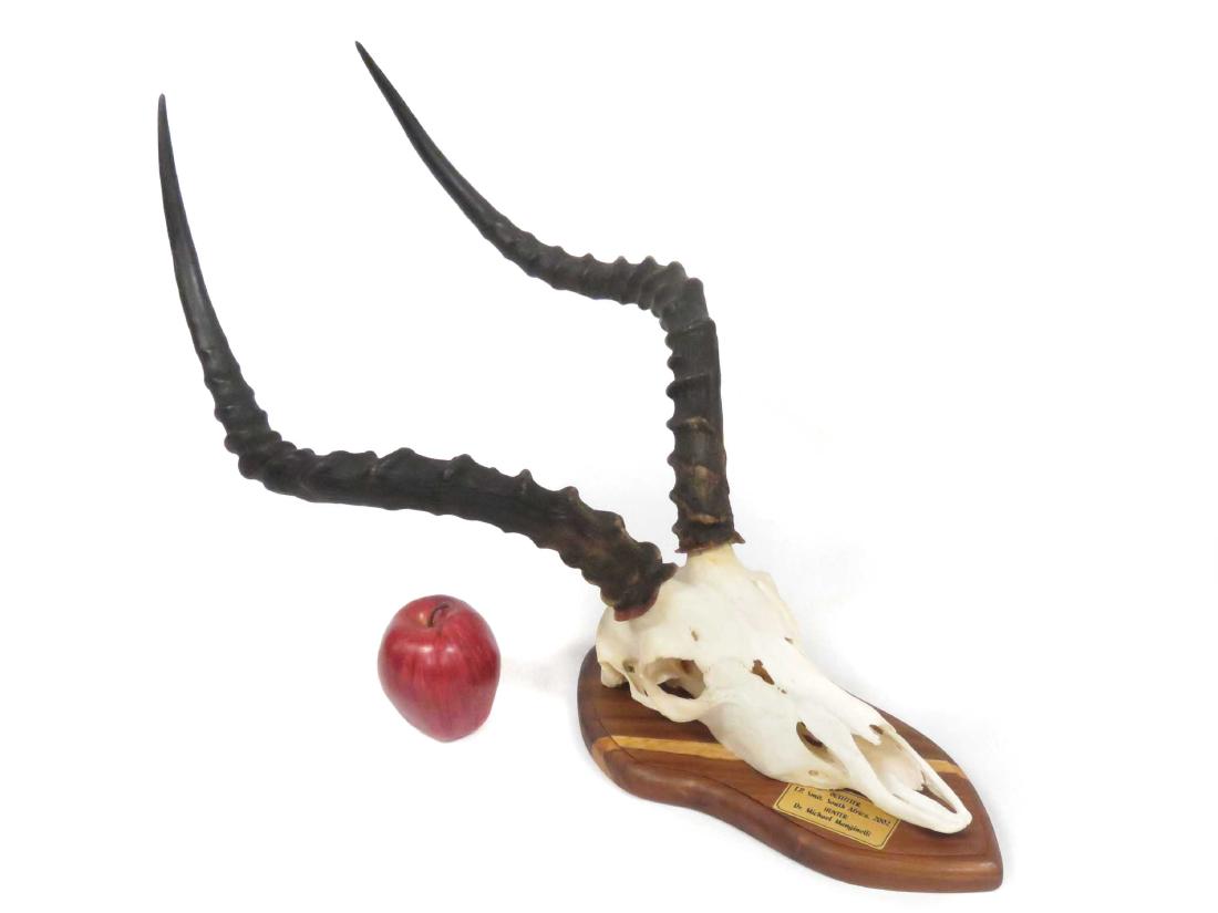 IMPALA SKULL TROPHY MOUNT. HEIGHT 26" (1 of 2)